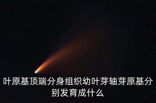 芽原基发育成什么，芽原基最后会发育成什么