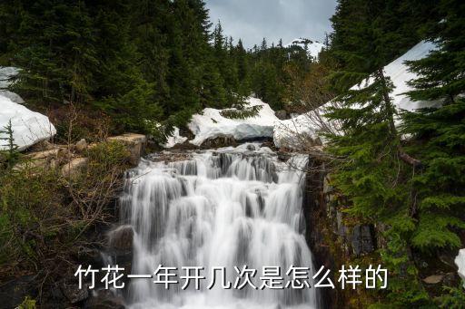 竹花一年开几次是怎么样的