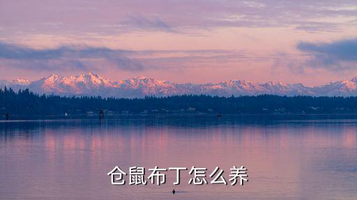 仓鼠布丁，仓鼠布丁 好养吗