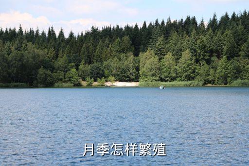 月季怎样繁殖