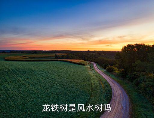 龙铁树，龙须树和龙铁树是一样的吗