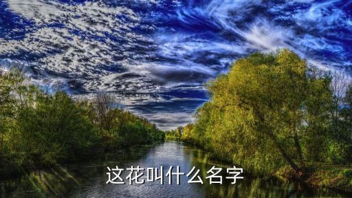 这花叫什么名字