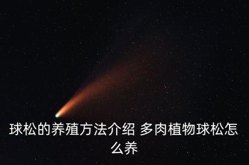 球松的养殖方法介绍 多肉植物球松怎么养