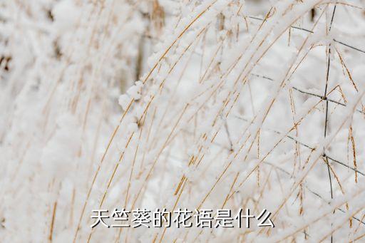 天竺葵的花语是什么