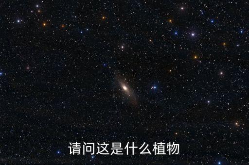 加拿大一枝黄花图片，请问这是什么植物