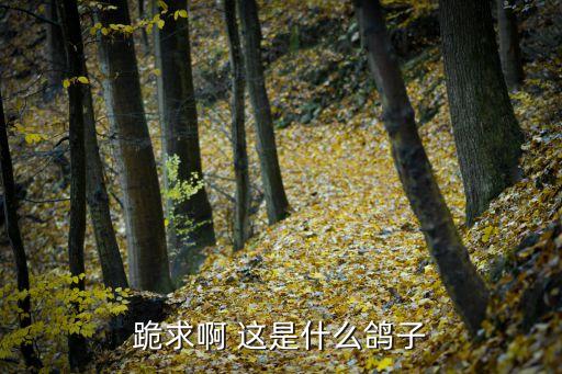 筋斗鸽，一只筋斗鸽能活多少年