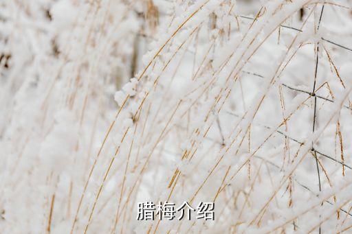 腊梅介绍
