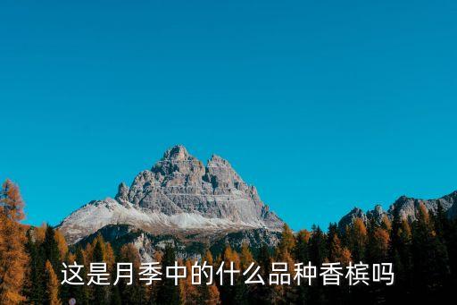 香槟月季，这是月季中的什么品种香槟吗