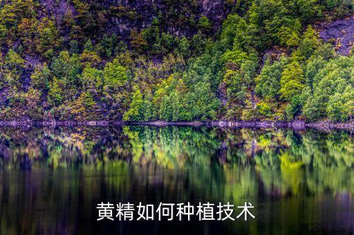 黄精如何种植技术
