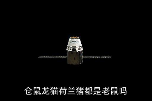 荷兰猪是老鼠吗，荷兰猪是一种鼠类还是兔类