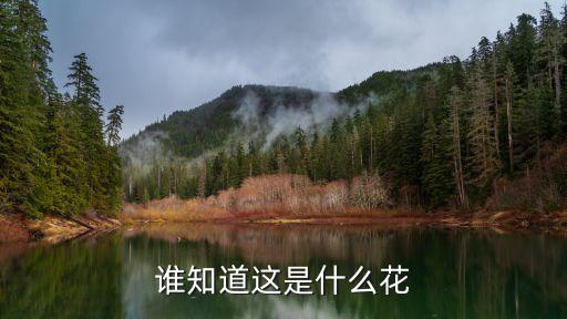 谁知道这是什么花