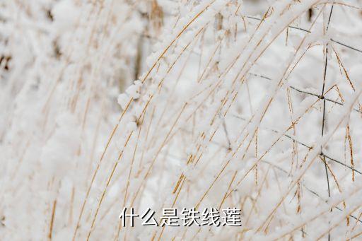 什么是铁线莲