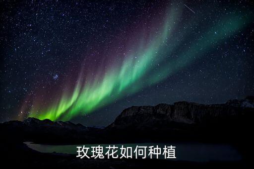 玫瑰花如何种植