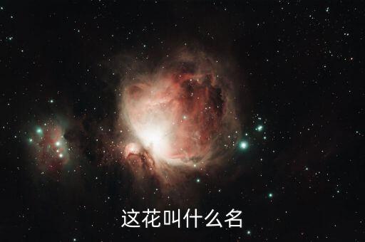 这花叫什么名
