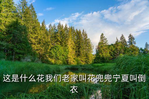 斑地锦，地锦草的介绍