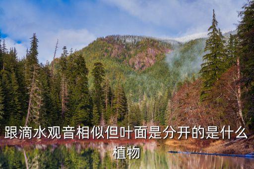 跟滴水观音相似但叶面是分开的是什么植物