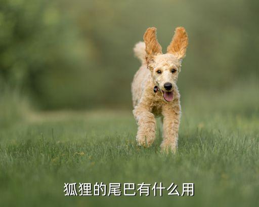 狐狸的尾巴有什么作用，狐狸的尾巴有什么作用