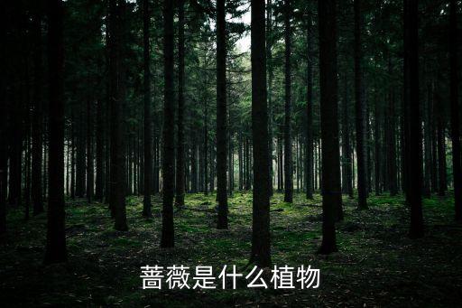蔷薇是什么植物