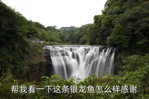 帮我看一下这条银龙鱼怎么样感谢
