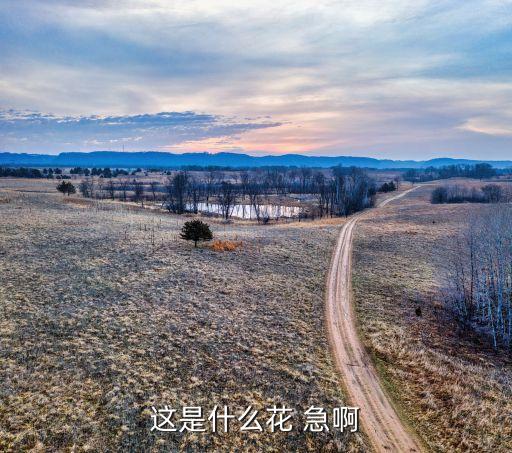 这是什么花 急啊