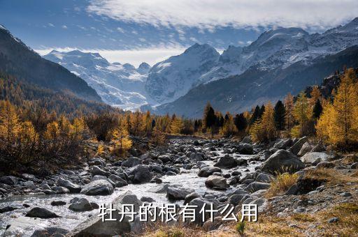 牡丹的根有什么用