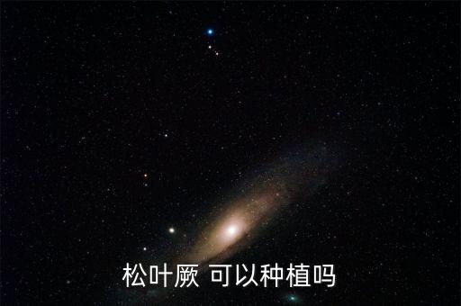 松叶蕨，向大家请教一种植物滴学名