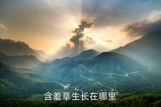 含羞草长什么样，含羞草长什么样
