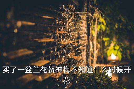 贺神梅，兰花贺神梅怎么施肥