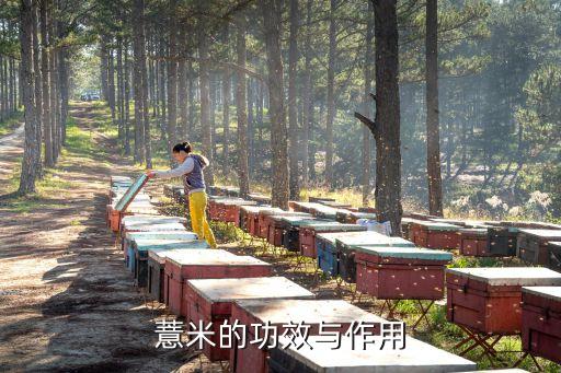 薏米功效，中药中 薏米有什么作用