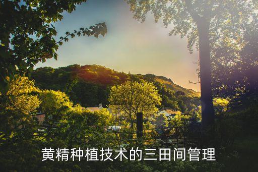 黄精种植技术的三田间管理