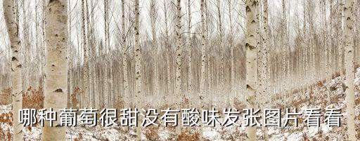 哪种葡萄很甜没有酸味发张图片看看