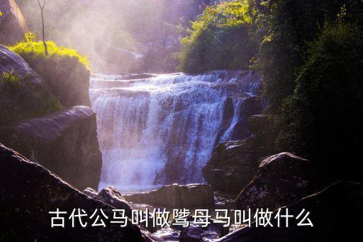 古代公马叫做骘母马叫做什么