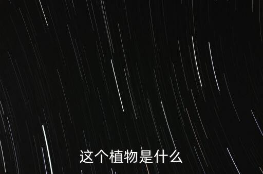 送春花，请问这是什么花