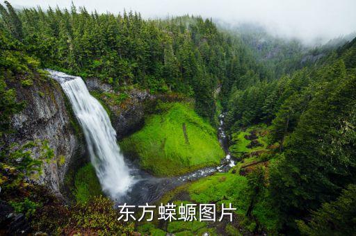 龙头鱼图片，东方蝾螈图片