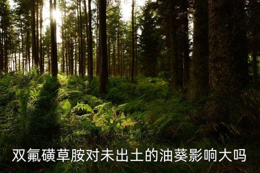 双氟磺草胺对未出土的油葵影响大吗