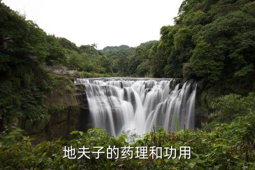 地夫子的药理和功用