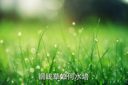 三叶铜钱草，铜钱草怎么养啊