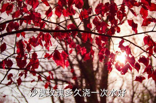 沙漠玫瑰多久浇一次水好