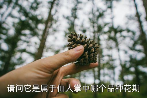 短毛丸仙人球，请问它是属于仙人掌中哪个品种花期