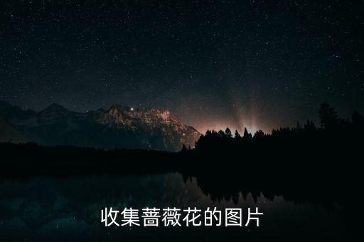 收集蔷薇花的图片