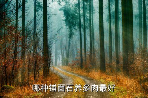 多肉铺面石哪种好，多肉铺面石用哪种好