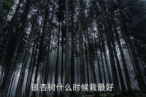 银杏树什么时候栽最好