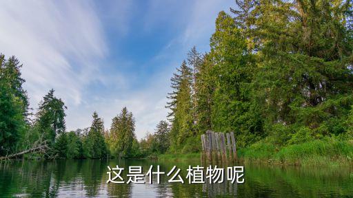 这是什么植物呢