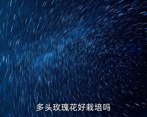 多头玫瑰花好栽培吗