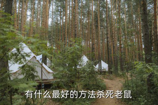 杀死老鼠，怎样杀死老鼠