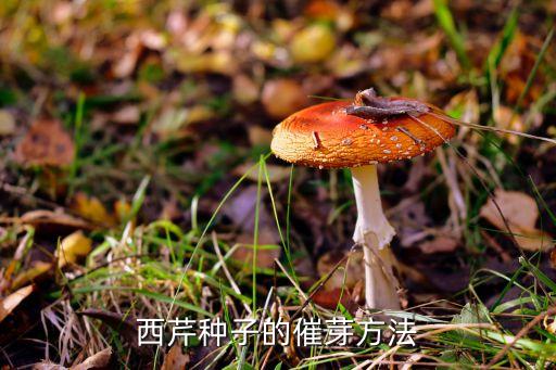 西芹种子的催芽方法