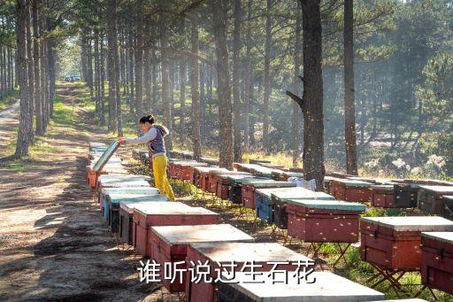 谁听说过生石花
