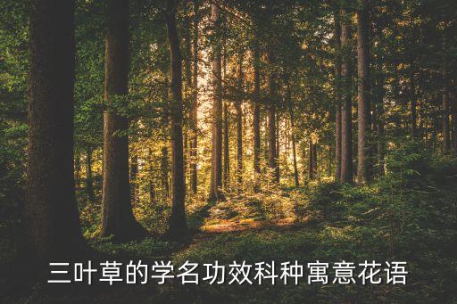 三叶草的学名功效科种寓意花语