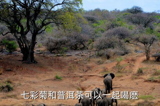 七彩菊和普洱茶可以一起喝麽