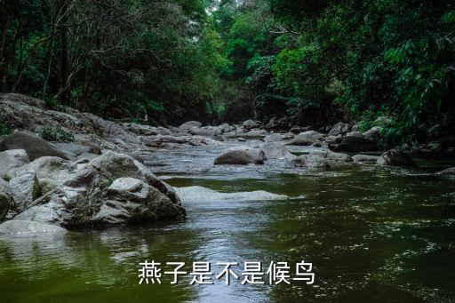 燕子是候鸟吗，燕子是候鸟吗